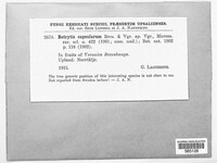 Botrytis capsularum image